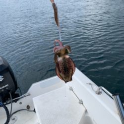 爆風のマイボートエギング