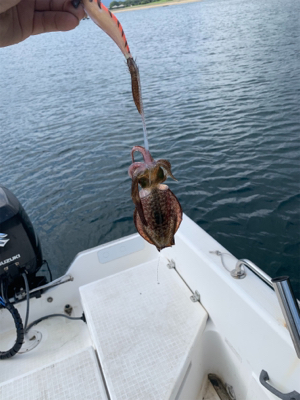 爆風のマイボートエギング
