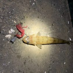 ちょい投げお手軽根魚