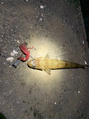 ちょい投げお手軽根魚