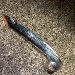 LSJ自己新記録更新