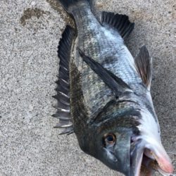 アジやサバの群れが入ってきています