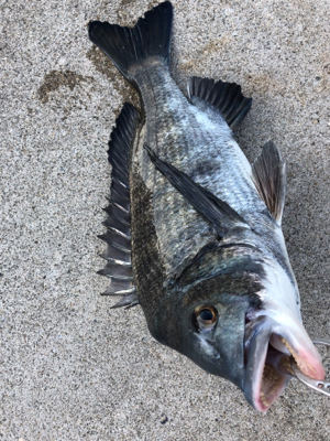 アジやサバの群れが入ってきています