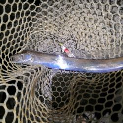 ショートバイトで4匹