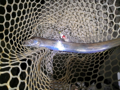 ショートバイトで4匹