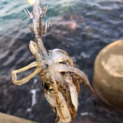 エギング初心者が秋イカを求めて