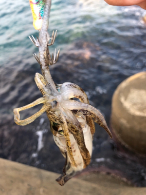 エギング初心者が秋イカを求めて