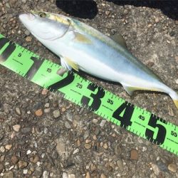 メジロゲット♪GUNNING-STYLE