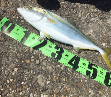 メジロゲット♪GUNNING-STYLE