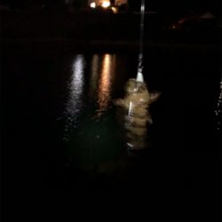 ロックフィッシュ