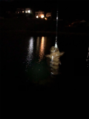 ロックフィッシュ