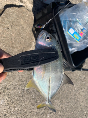 メッキフィーバー