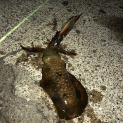 追い風を背に受けて!届け女神様♡