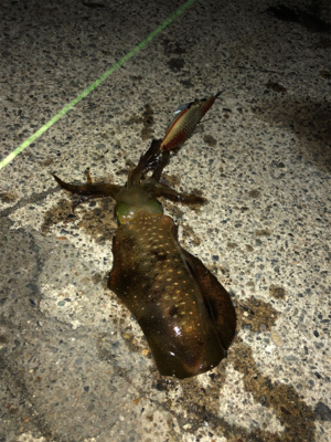 追い風を背に受けて!届け女神様♡