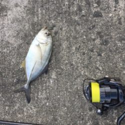 デイガシリング＆タチウオ