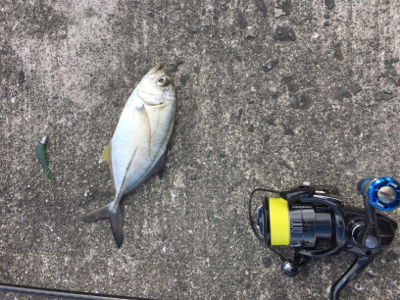 デイガシリング＆タチウオ