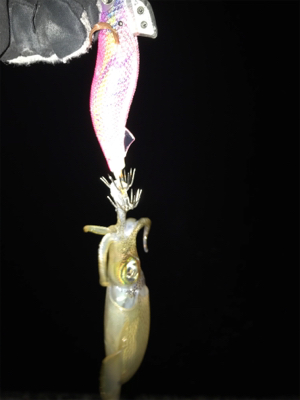 ムラムラチェリーでアオリイカGET (^.^)