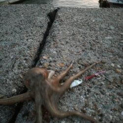 ギリハマチとジクに珍客