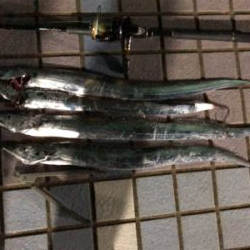 タチウオ朝夕2ラウンド