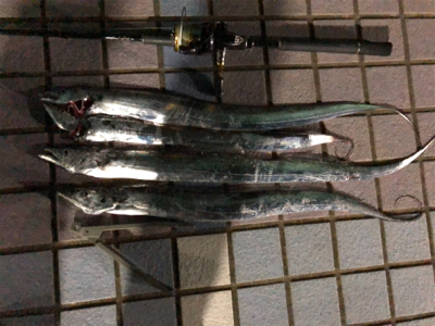 タチウオ朝夕2ラウンド