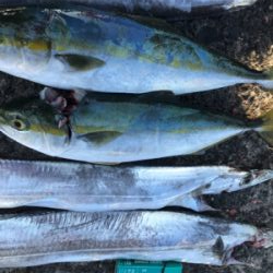 久しぶりの太刀魚