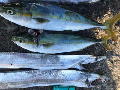 久しぶりの太刀魚