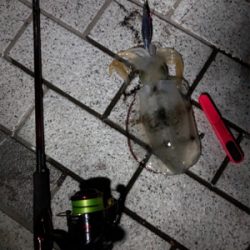 ランガンエギング