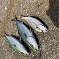 タチウオさん、、、