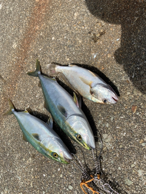 タチウオさん、、、