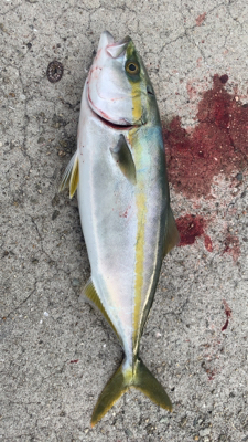 久しぶりのエサ釣り