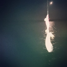 エギング釣行その43