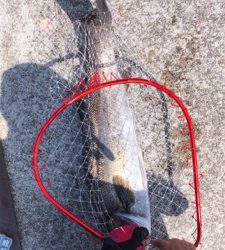 スズキ来たァ～⤴︎︎⤴︎︎