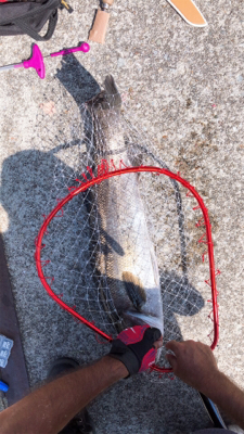 スズキ来たァ～⤴︎︎⤴︎︎