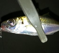 ナイトアジング