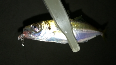 ナイトアジング