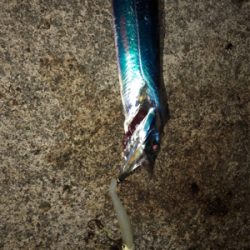 大潮の青物祭りを狙って♪