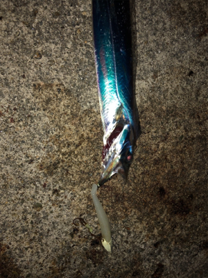 大潮の青物祭りを狙って♪