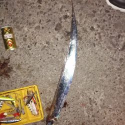 タチウオ、ハマチ、メジロ