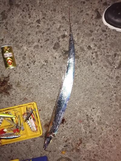 タチウオ、ハマチ、メジロ