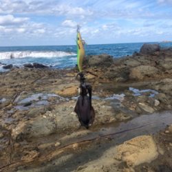 エギングからのショアジギ