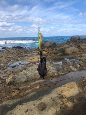 エギングからのショアジギ