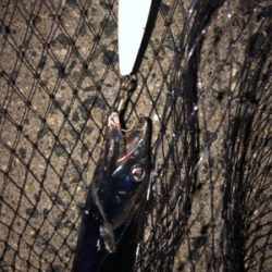 しぶーい中、出会い頭に1匹…