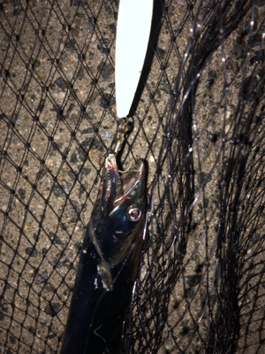 しぶーい中、出会い頭に1匹…