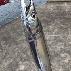 青物が渋い代わりにシイラとタチウオ!