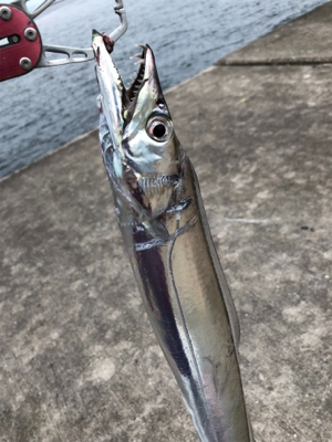 青物が渋い代わりにシイラとタチウオ!