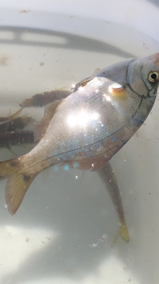 青物を釣りたい…