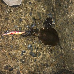 短時間エギング