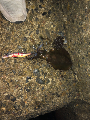 短時間エギング