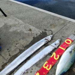 久しぶりにタチウオ