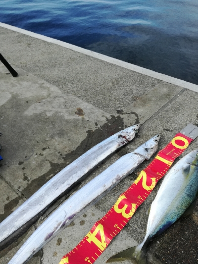 久しぶりにタチウオ